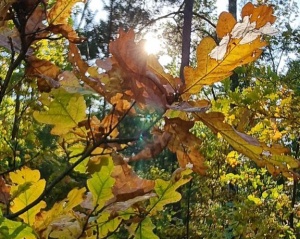 На Україну насувається похолодання: синоптики прогнозують перші “мінуси”