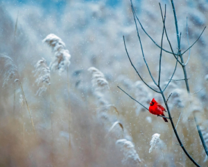 Синоптикиня дала прогноз на вихідні і Різдво