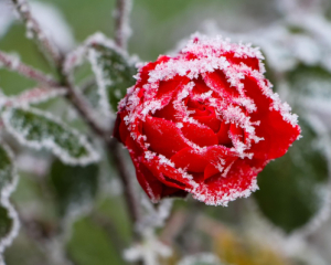 Перед Різдвом до України завітає справжня зима: прогноз на 24 грудня