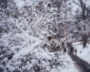Україну накриває циклон: мокрий сніг і штормовий вітер у всіх регіонах